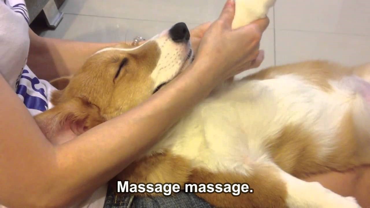 VIDEO: Ovo je bezobrazno slatko