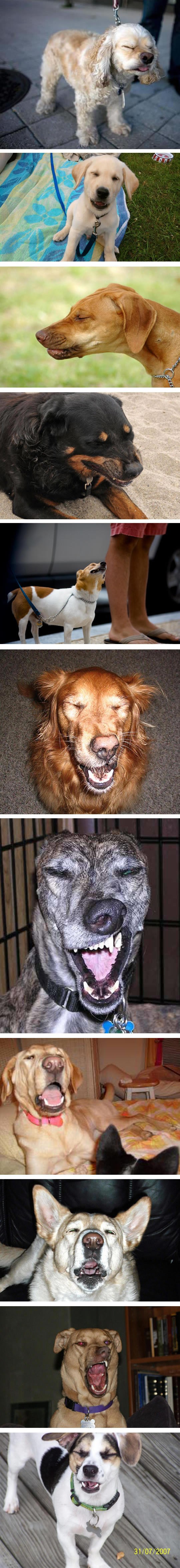 Galerija: Pseće grimase pred napadaj kihanja