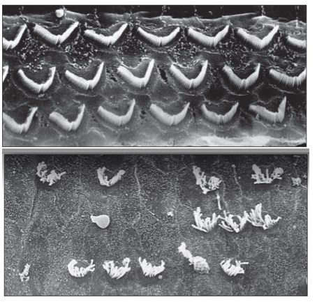 Kako izgleda oštećen sluh?