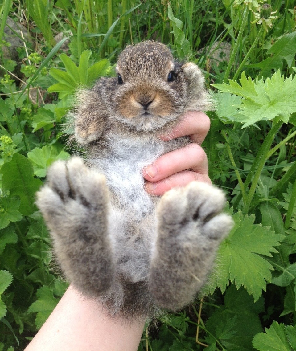 Preslatki pufasti zeko šalje ti pozdrave
