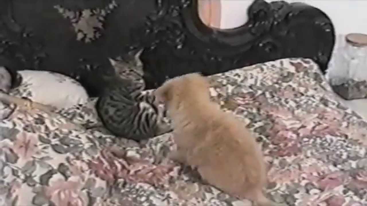 VIDEO: Mačke uče živjeti sa psima