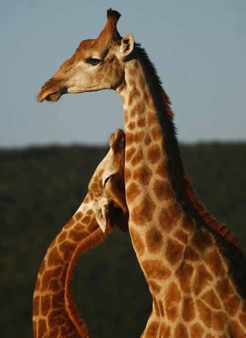 Žirafić se umiljava mami da ga pusti van