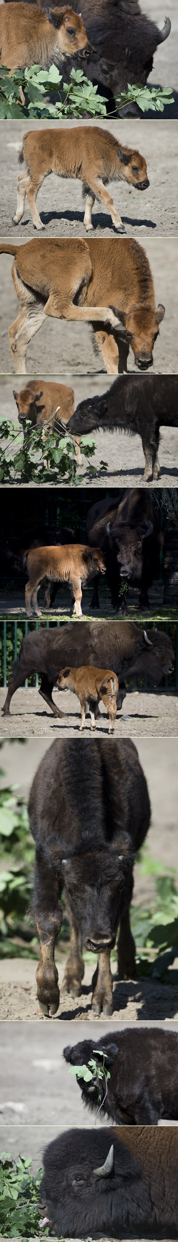 Upoznajte preslatke bizone iz berlinskog ZOO-a