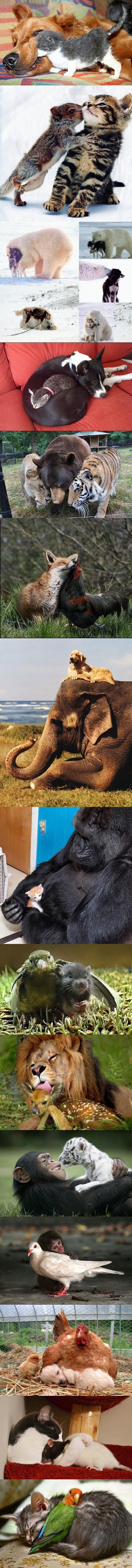 Petnaest fotografija koje dokazuju da su životinje osjećajnije od ljudi