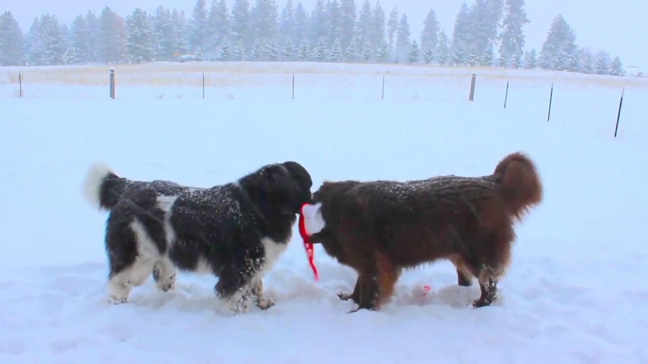 Odrasli psi u duši djeca: Epska borba koja je započela zbog božićne kape!