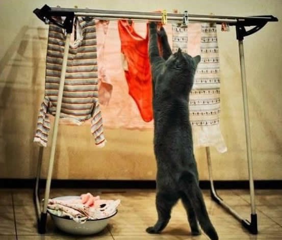 Samostalna podstanarska maca odsad sama vješa veš