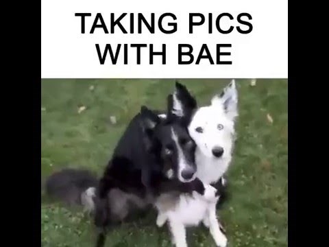 Kako napraviti savršeni selfie s dragom kad si pas?