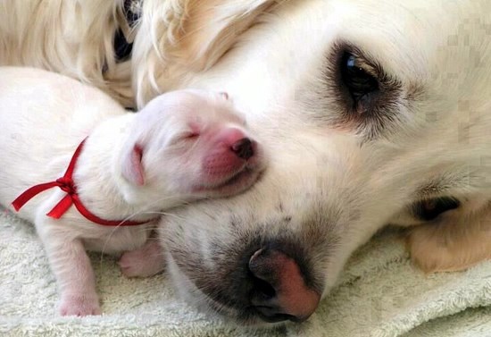 Peseku tata služi kao jastuk