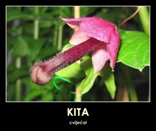 Je, to je ono što mislite, to je..