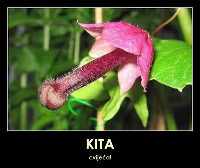 Je, to je ono što mislite, to je..