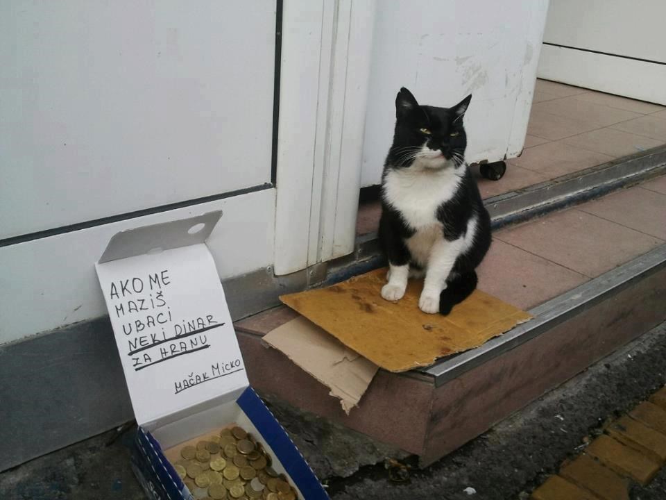 Mačak pokrenuo biznis