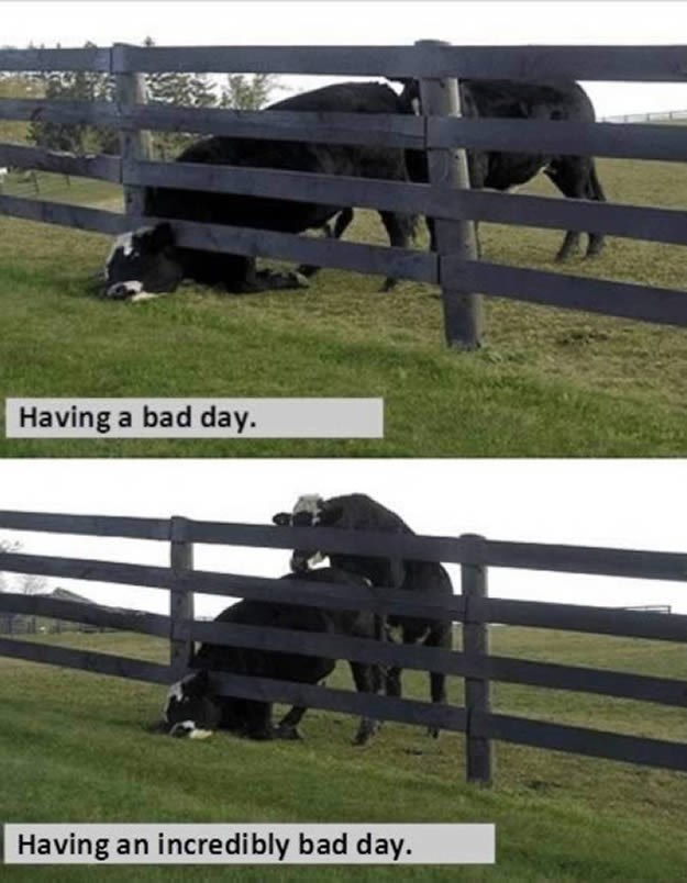 Nespretna krava ima stvarno loš dan