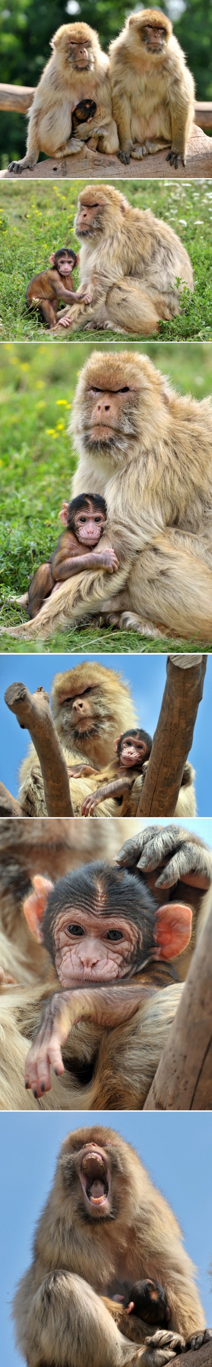 Sretna majmunska obitelj