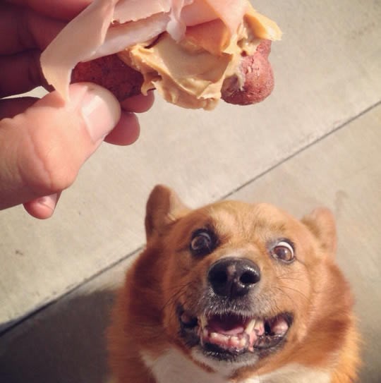 Izbezumljeni "Daj mi žderat!" pogled kojeg zna svaki vlasnik