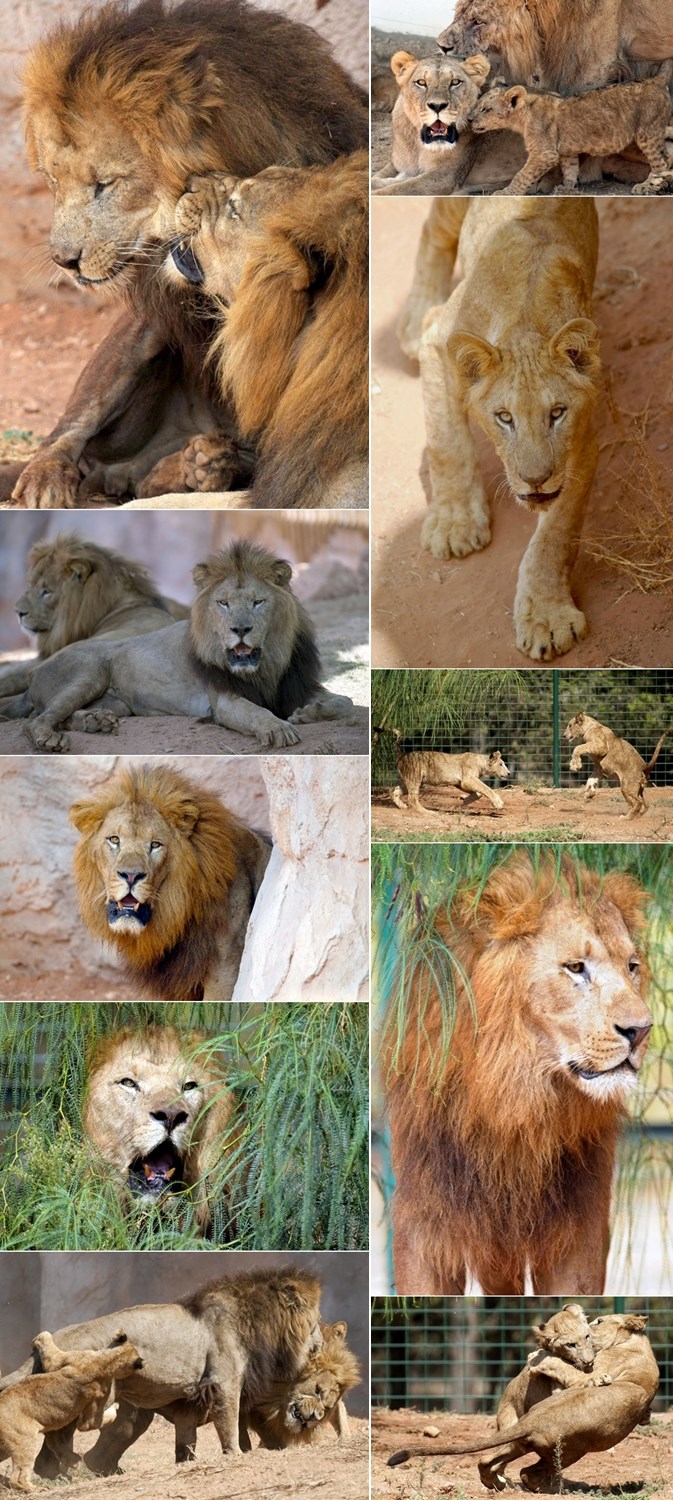 Prekrasna velika zaigrana lavlja obitelj