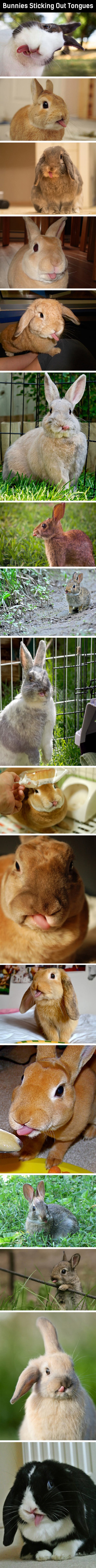 Zekonje ti plaze jezik!