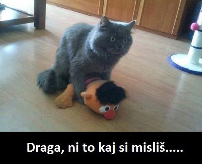 Mačak uhvaćen u preljubu