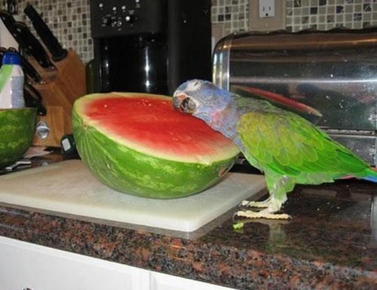 Oooo, voljena lubeničice, otkrij mi svoje tajne!