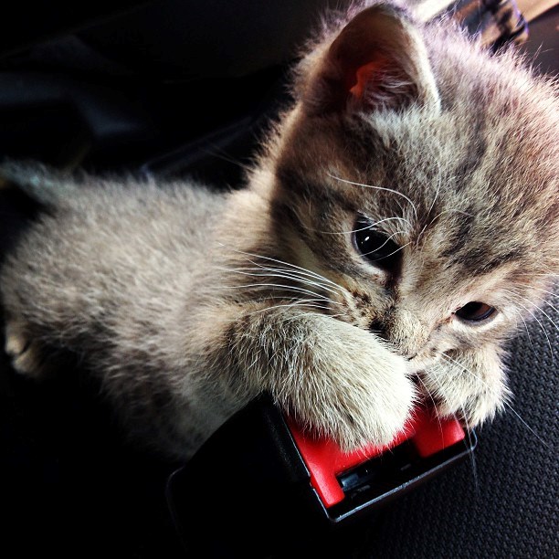 Brižna mica maca: Gazda, veži se, tko će me paziti inače!