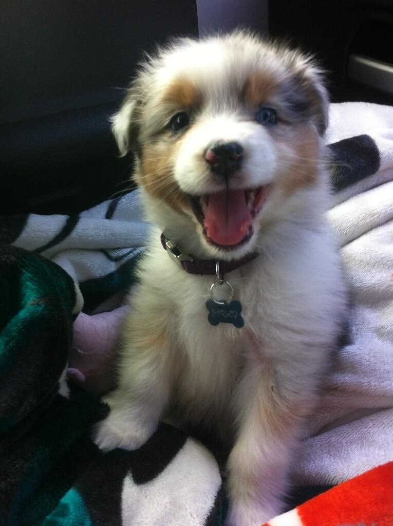 Pas čak i ponedjeljak dočekuje s osmijehom