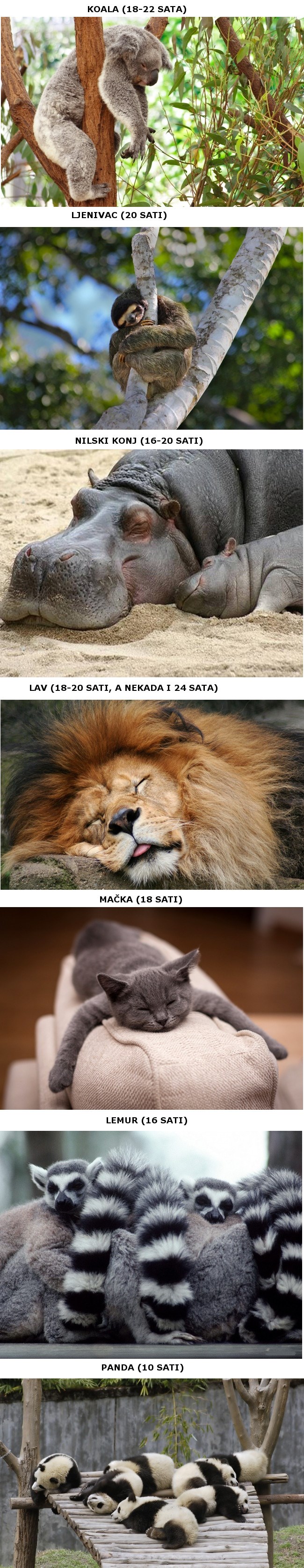 Sedam najpospanijih životinja na svijetu