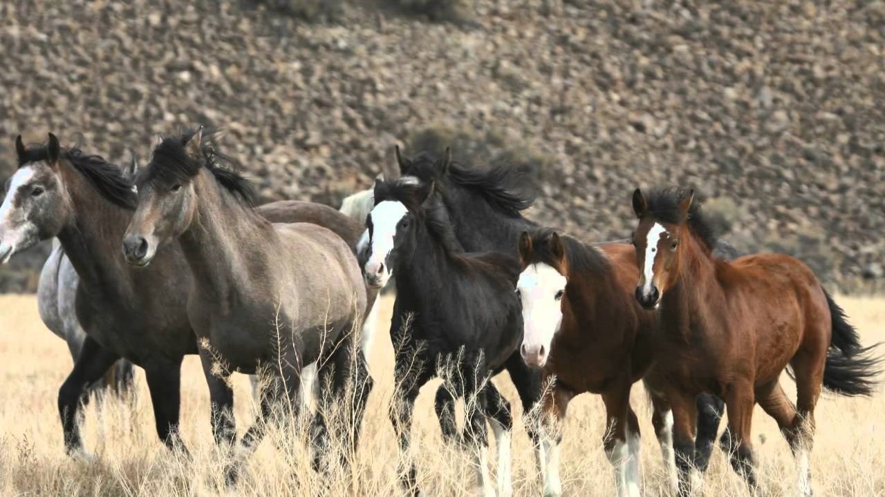 VIDEO: Apsolutno genijalne fotografije posljednjih krda neukroćenih konja