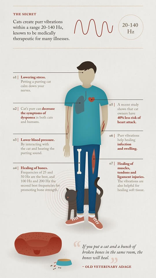 Znate li da vas mace liječe dok predu?