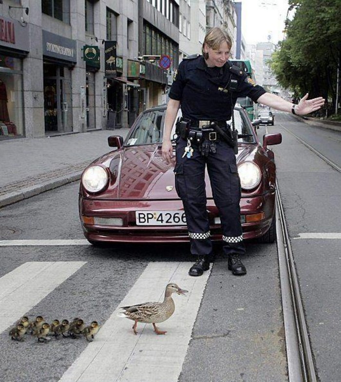 Brižna policajka zaustavila promet: Patkice zdrave i sigurne