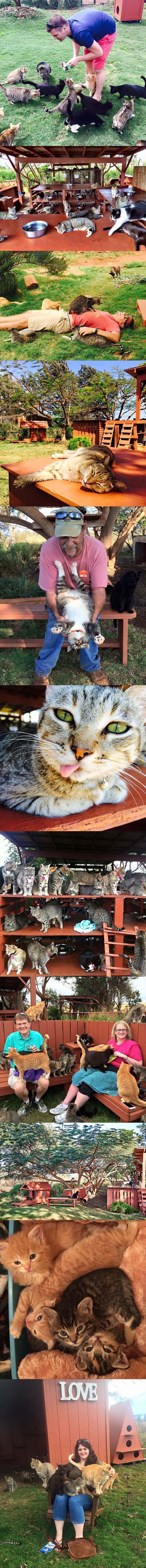 GALERIJA: Ovo mjesto na Havajima je pravi raj za 500 mačaka