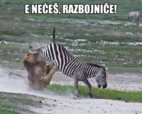 Zebra nokautirala lava: Briga mene što si kralj životinja!