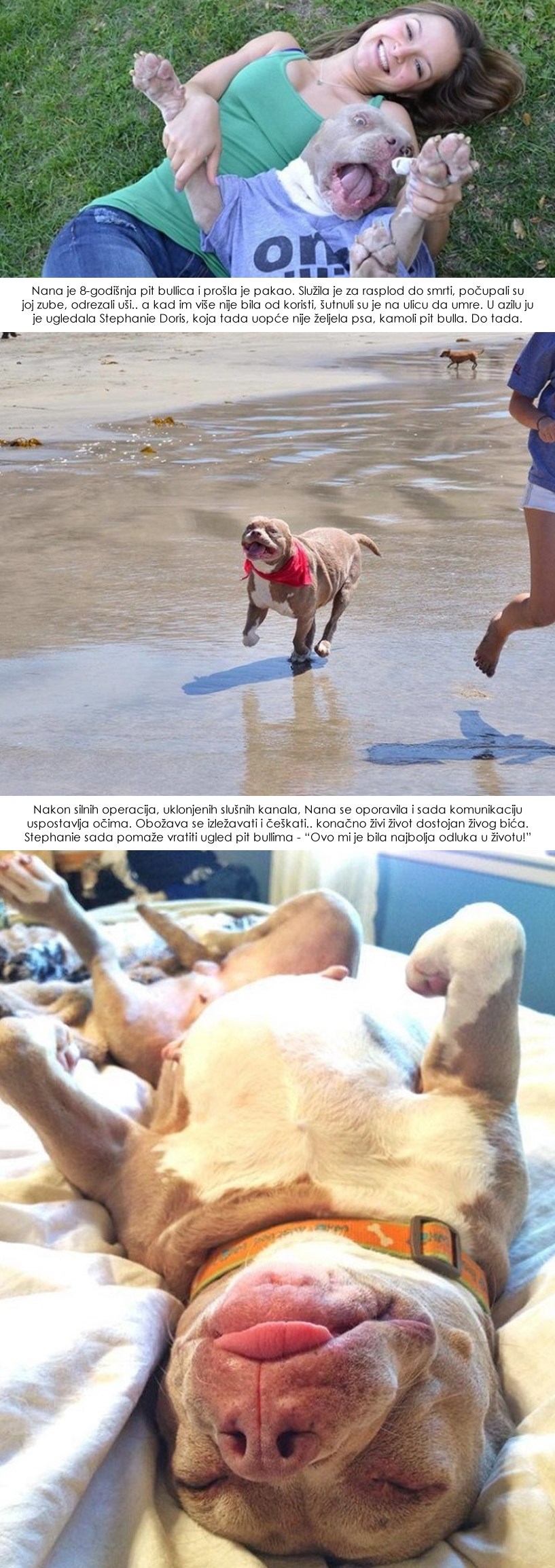GALERIJA: Divljački zlostavljana pit bullica za rasplod konačno zna što je život