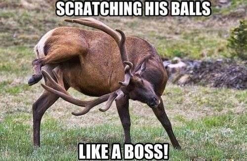 Treba imati muda za ovako češkati muda