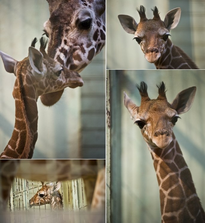 Mama žirafa, daj pusu!