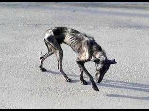 Spasili su ga s ulice da bi mogao umrijeti u miru.. a onda se dogodilo OVO!