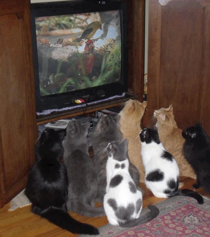Jadne mace ne kuže da je slasna ptičica samo na TV-u