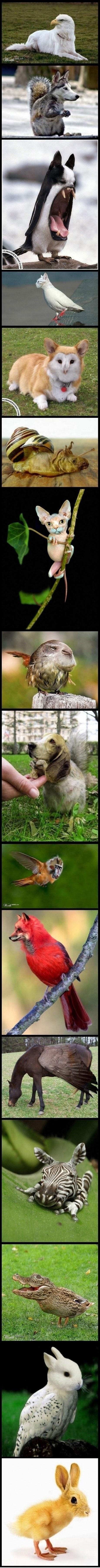 Što ne valja s ovom slikom: Fotomontaže bizarnih životinja