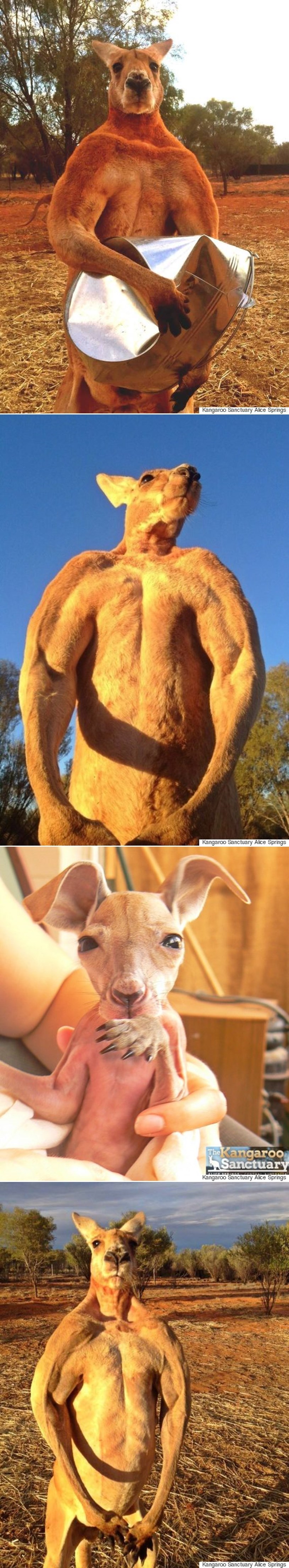 GALERIJA: Nabildana klokančina ima hobi - krši metalne kante!