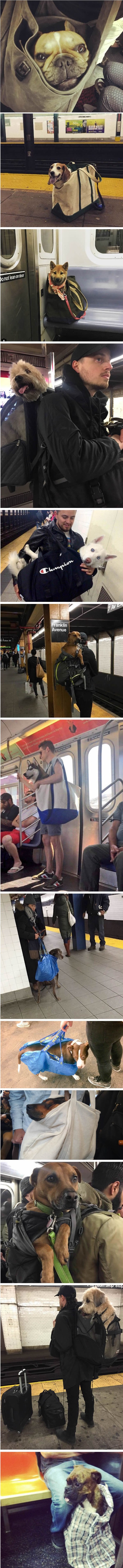 Podzemna u New Yorku zabranila je unošenje pasa koji ne stanu u torbu, no zaboravili su jednu stvar