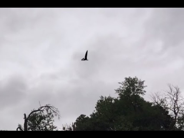 VIDEO: Živi pterodaktil snimljen u letu iznad Amerike?