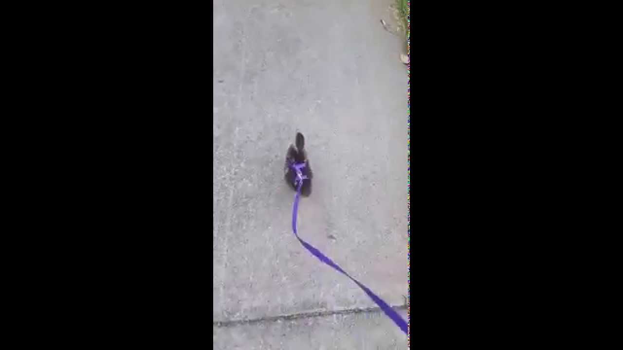 VIDEO: Što je ovo na lajni u šetnji?