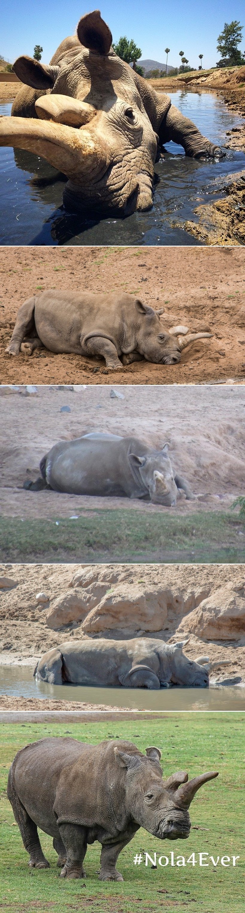 GALERIJA: Zbogom, Nola.. 