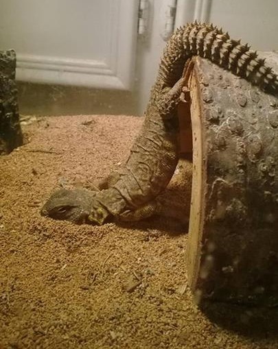 Slika i prilika lijenosti: Umoran je od života