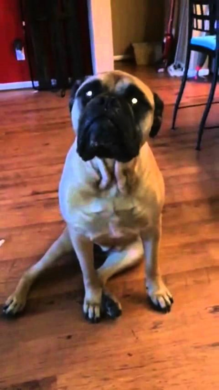 VIDEO: Izdaja! Mastif cinkao frenda i složio mu frku!