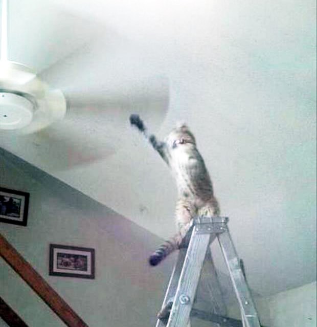 Zašto mačkama treba devet života