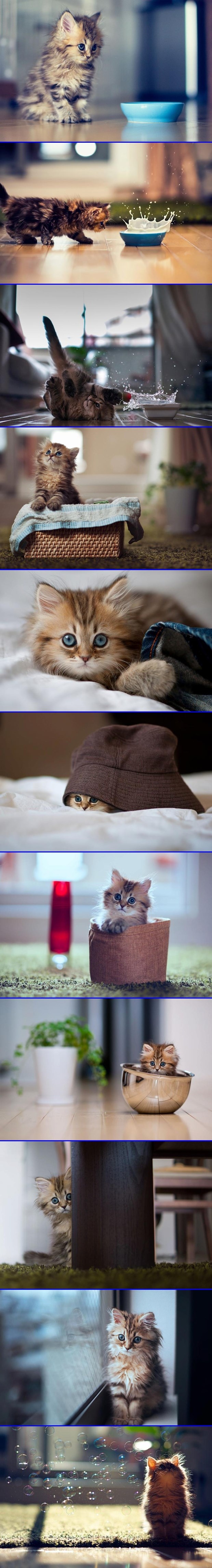 Najslađi mačić na svijetu