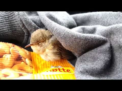 VIDEO: Dobri vozač spasio nesretnu ptičicu koju je udario u vožnji