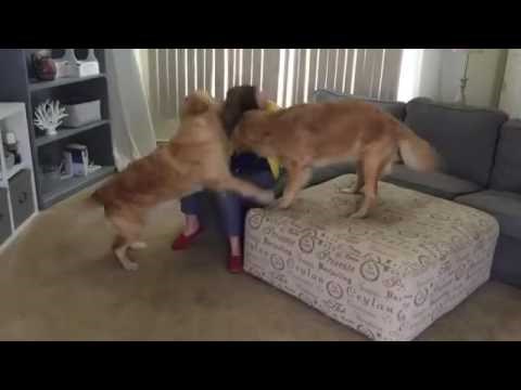 Sretnije pse dugo nismo vidjeli, pogledajte što su radili vlasnici koja im je JAKO falila! 