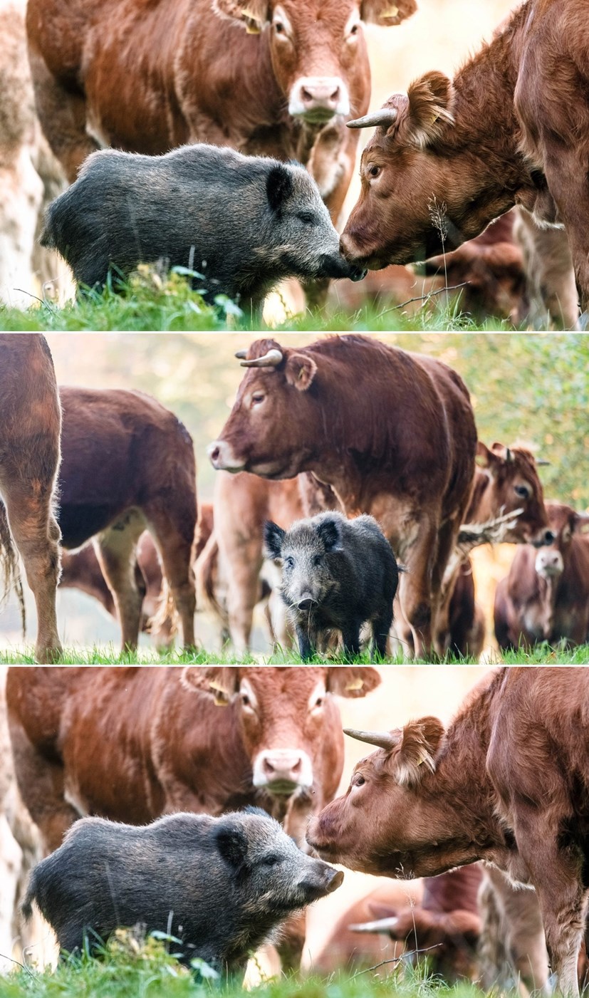 DIVLJA SVINJA odlučila da je krava, uselila krdu u Njemačkoj