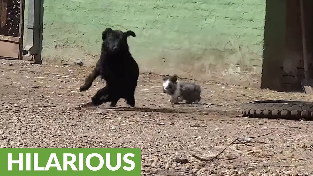 Nestašni zeko se želi igrati pa psiću ne da mira!