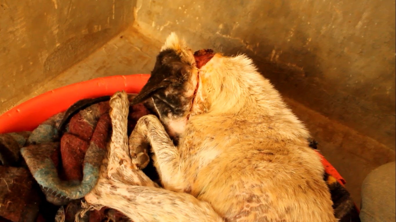 Pronašli su zlostavljanog psa i odlučili mu vratiti vjeru u ljude